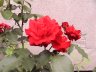 rose klase rød 3 skygge1.JPG - 